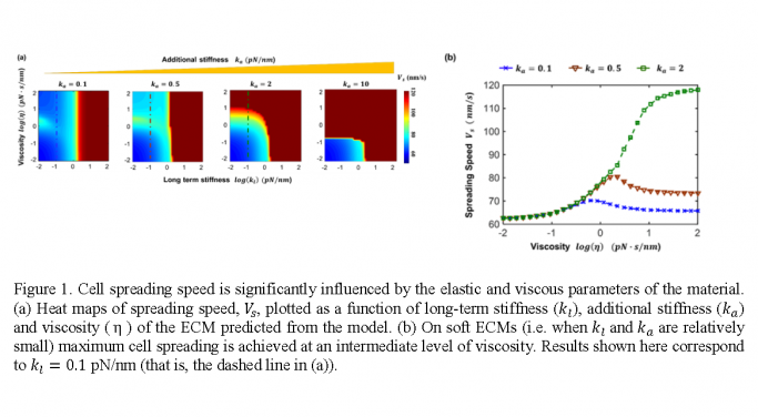 Fig. 1. Cell spreading speed is significantly influenced by the elastic and viscous parameters of the material. 